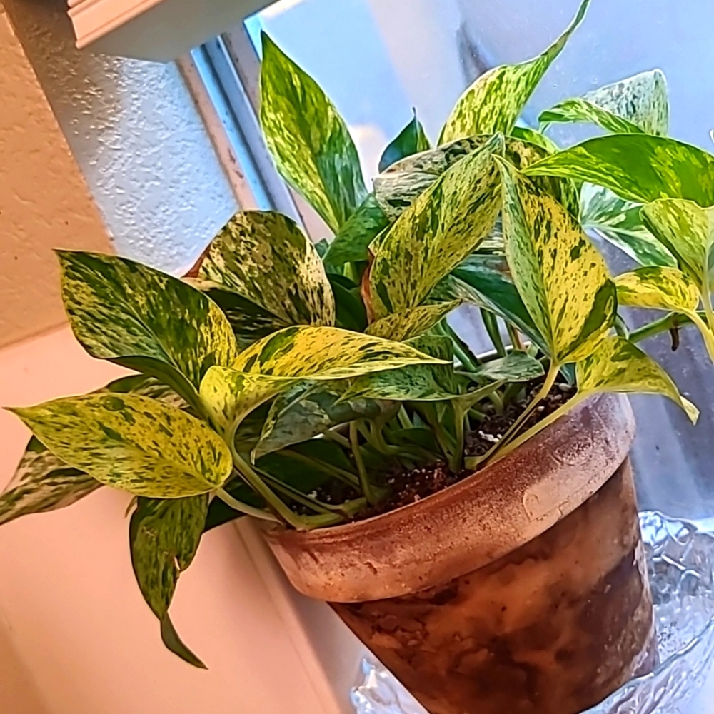 Pothos Marble Queen Cutting